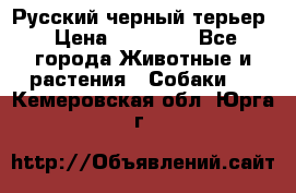 Русский черный терьер › Цена ­ 35 000 - Все города Животные и растения » Собаки   . Кемеровская обл.,Юрга г.